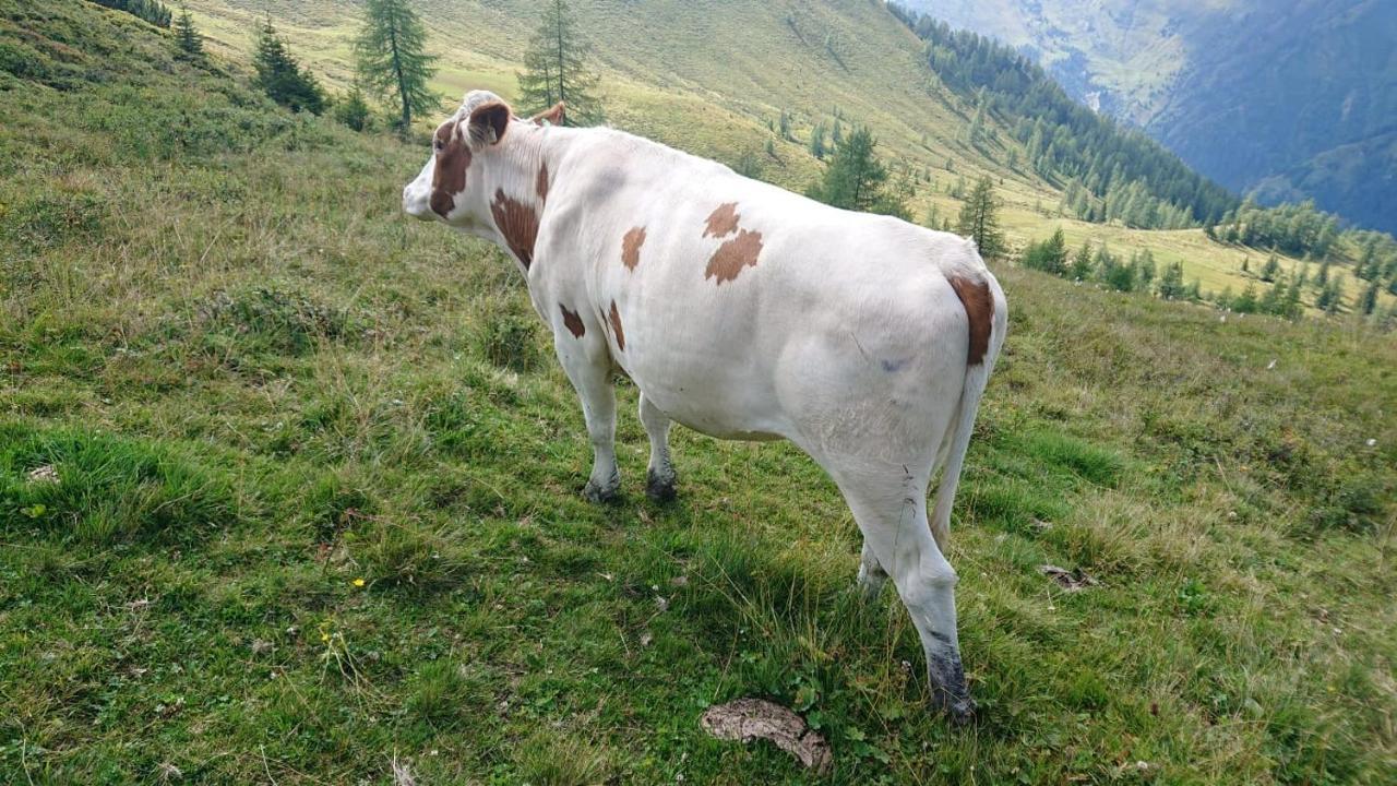 Lindbichlhof Urlaub Am Bio Bauernhof Sankt Johann im Pongau